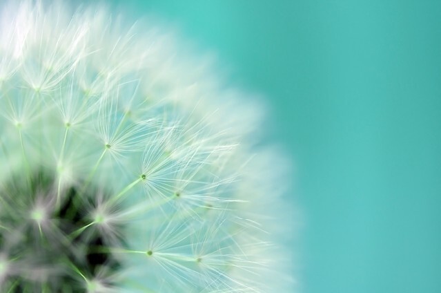 Dreamy dandelion macro